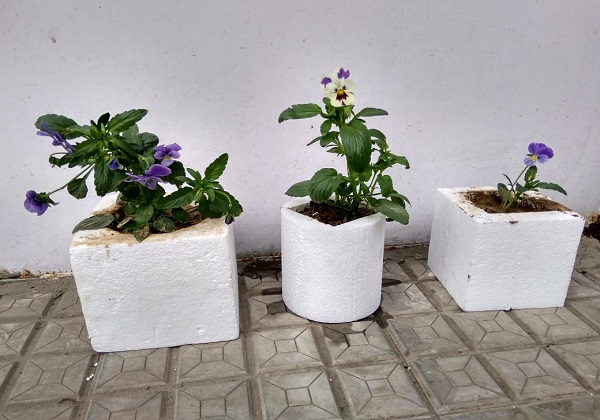 thermocol boxes for plants